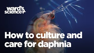 Caring and Culturing for Daphnia [upl. by Ahsiak478]