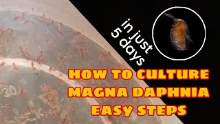 How to Culture Magna Daphnia Easily [upl. by Horton]