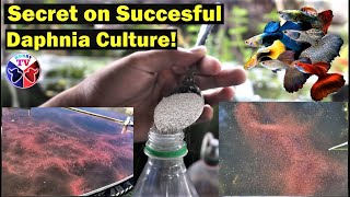 How to Culture Daphnia Successfully [upl. by Larson]