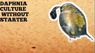 HOW TO CULTURE DAPHNIA NATURALLY WITHOUT A STARTER [upl. by Ardnasac501]