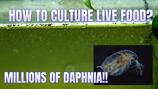 How to Culture Daphnia Secret Method to Breed MILLIONS  Simply Aquatic [upl. by Kirchner]