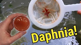 How I Culture Daphnia In Outdoor Tubs [upl. by Repsac834]