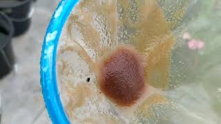 How to culture daphnia moina in a small container Part 1 English Subtitle [upl. by Ehgit]