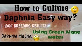 Daphnia MagnaHow to Culture Daphnia Easy wayCulturing Daphnia using Green water Daphnia [upl. by Ssilem]