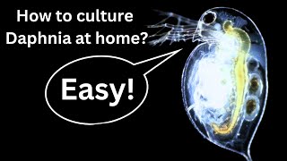 BEST Live Fish Food Beginner guide How to Culture Daphnia at home [upl. by Farrand]