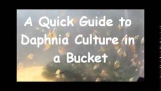 How to culture daphnia outside [upl. by Hackathorn]