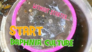 How to culture daphnia moina the easy way 1  Starting the Daphnia culture [upl. by Ahsircal]