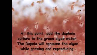 Daphnia  How to grow daphnia in your home [upl. by Weissberg189]