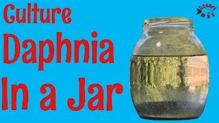 How to Culture Daphnia in a Jar [upl. by Amelina498]