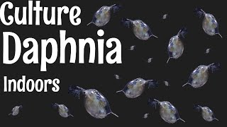 How to Culture Daphnia [upl. by Busby]