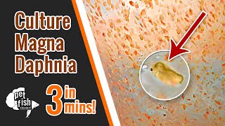 How to culture DAPHNIA MAGNA  The easy way [upl. by Shifrah]