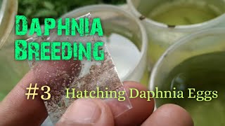 Daphnia Culture made simple and easy 3  Hatching Daphnia eggs [upl. by Nyliuqcaj]