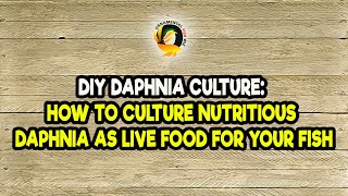 DIY Daphnia Culture How to Culture Nutritious Daphnia as Live Food for Your Fish [upl. by Yra]