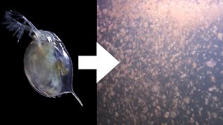 How I Culture Daphnia [upl. by Claudy139]