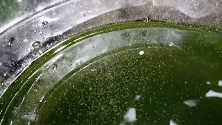 DAPHNIA MOINA CULTURE IN A SMALL BUCKET [upl. by Kenwee377]