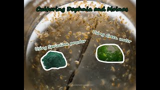 How To Culture Daphnia and Moinas using Green Water Spirulina powder [upl. by Rianon45]