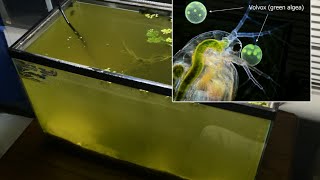 Raising Daphnia for the Freshwater Aquarium [upl. by Togram969]