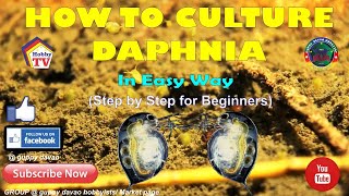 HOW TO CULTURE DAPHNIA In Easy Way [upl. by Schlicher186]